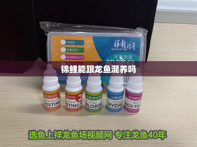 錦鯉能跟龍魚混養(yǎng)嗎