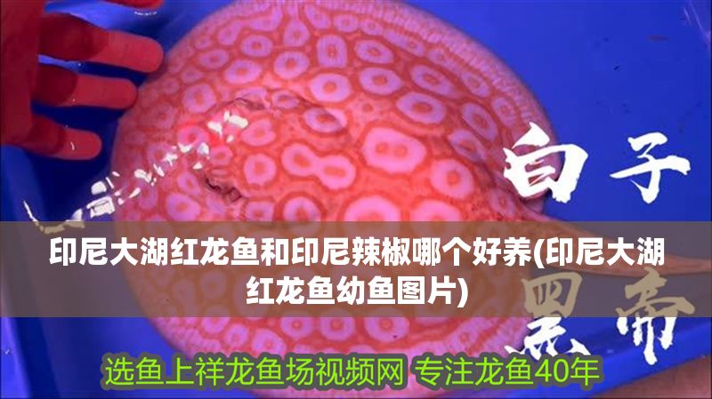 印尼大湖紅龍魚和印尼辣椒哪個好養(yǎng)(印尼大湖紅龍魚幼魚圖片)