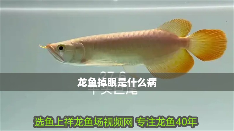 龍魚掉眼是什么病