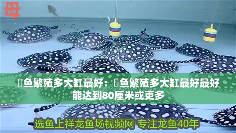 魟魚繁殖多大缸最好：魟魚繁殖多大缸最好最好能達到80厘米或更多