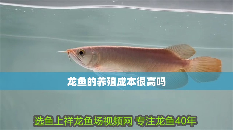 龍魚的養(yǎng)殖成本很高嗎