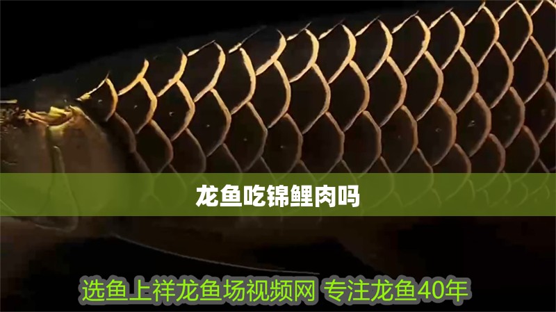 龍魚(yú)吃錦鯉肉嗎