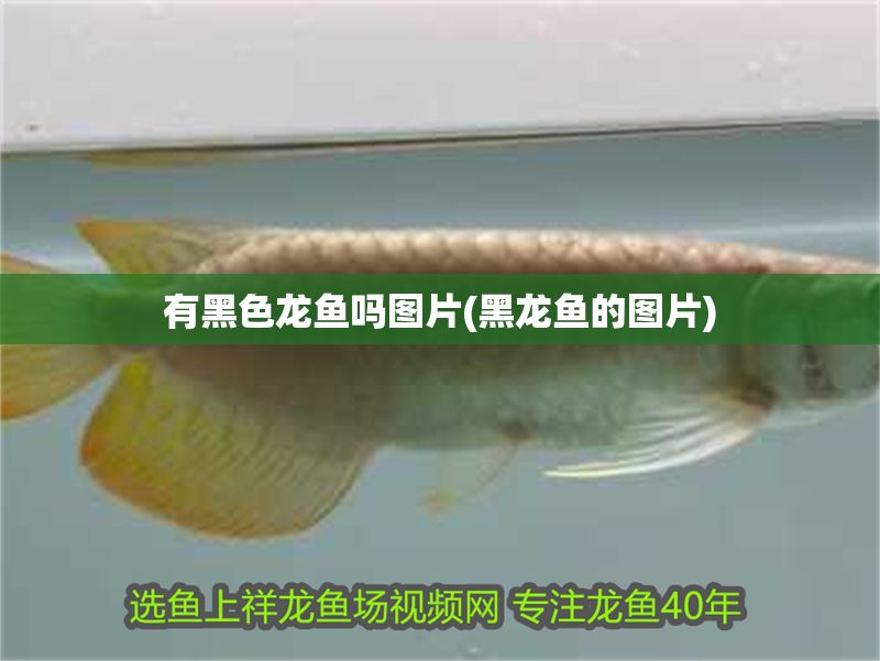 有黑色龍魚嗎圖片(黑龍魚的圖片)