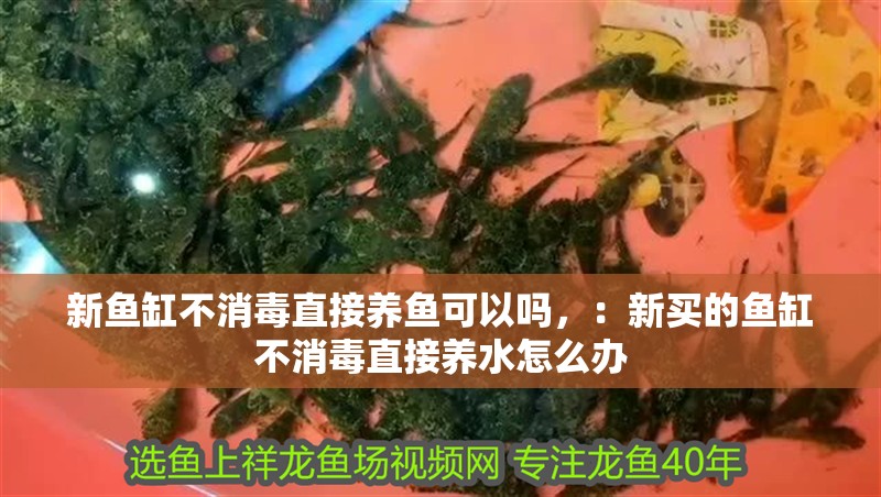 新魚缸不消毒直接養魚可以嗎，：新買的魚缸不消毒直接養水怎么辦