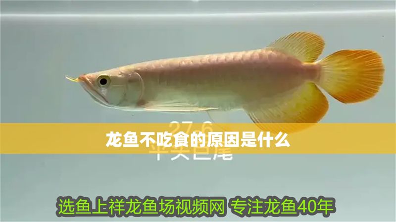 龍魚(yú)不吃食的原因是什么