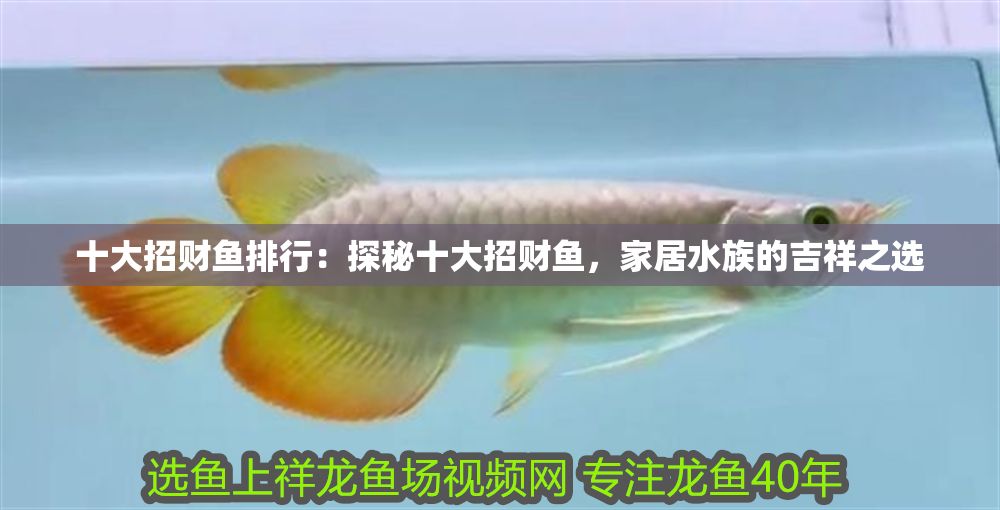 十大招財魚排行：探秘十大招財魚，家居水族的吉祥之選
