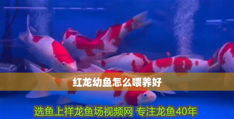 紅龍幼魚怎么喂養好