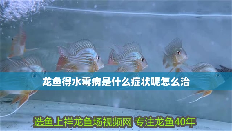 龍魚得水霉病是什么癥狀呢怎么治
