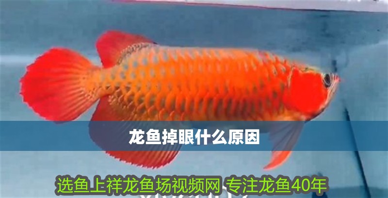 龍魚掉眼什么原因