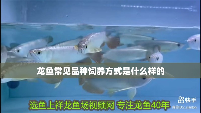 龍魚(yú)常見(jiàn)品種飼養(yǎng)方式是什么樣的