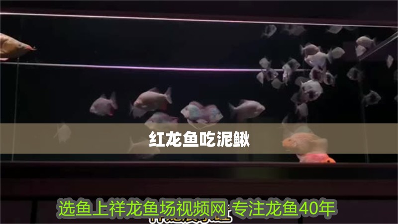 紅龍魚吃泥鰍