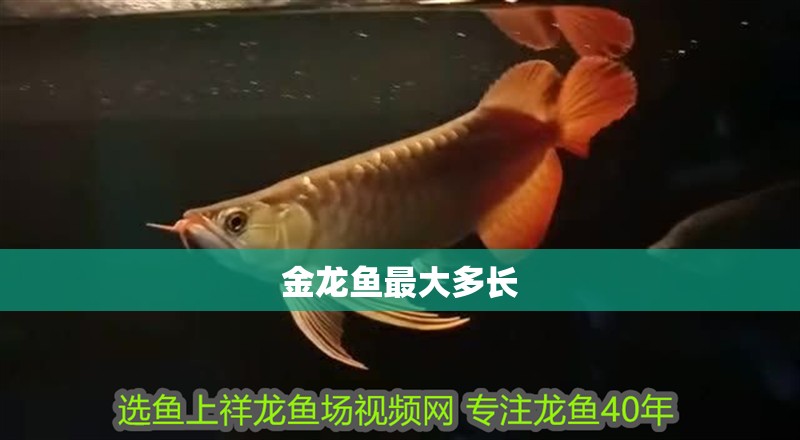 金龍魚最大多長 龍魚百科 第2張 金龍魚最大多長 金龍魚最大多長 龍魚百科 第2張