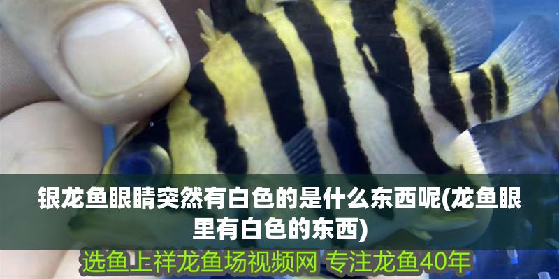 銀龍魚眼睛突然有白色的是什么東西呢(龍魚眼里有白色的東西)