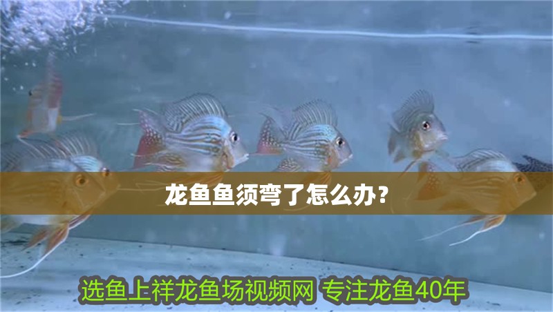 龍魚魚須彎了怎么辦？