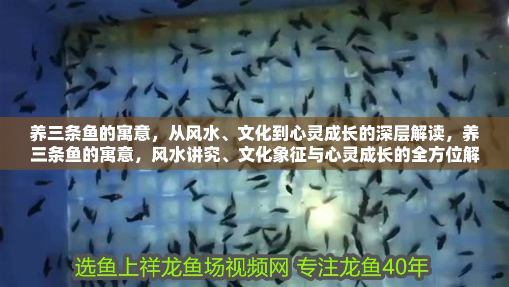 養三條魚的寓意，從風水、文化到心靈成長的深層解讀，養三條魚的寓意，風水講究、文化象征與心靈成長的全方位解析