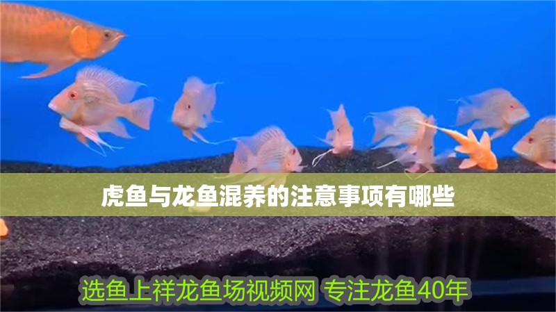 虎魚與龍魚混養的注意事項有哪些