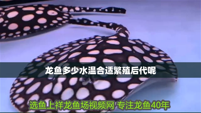 龍魚多少水溫合適繁殖后代呢 龍魚百科 第2張 龍魚多少水溫合適繁殖后代呢 龍魚多少水溫合適繁殖后代呢 龍魚百科 第2張