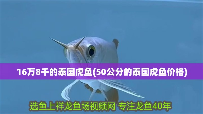 16萬(wàn)8千的泰國(guó)虎魚(yú)(50公分的泰國(guó)虎魚(yú)價(jià)格)