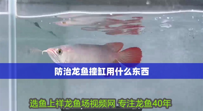 防治龍魚撞缸用什么東西