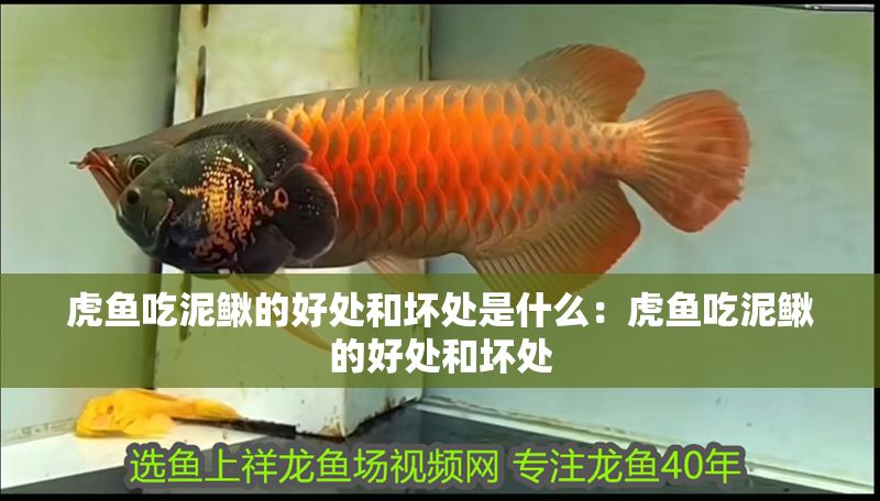 虎魚吃泥鰍的好處和壞處是什么：虎魚吃泥鰍的好處和壞處