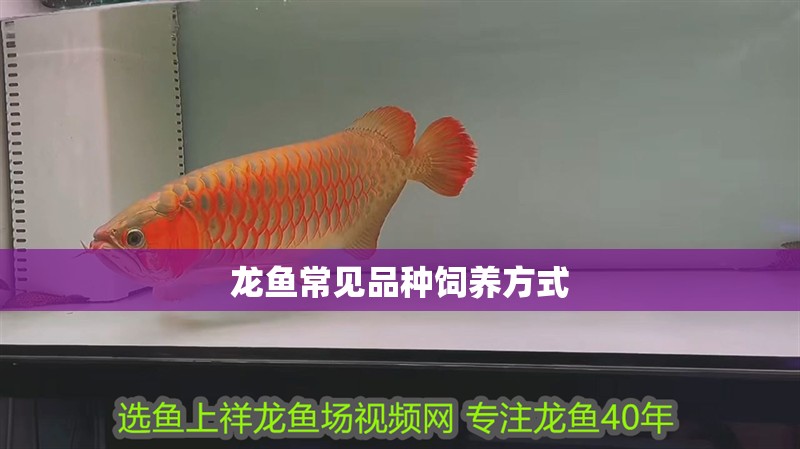 龍魚常見品種飼養方式