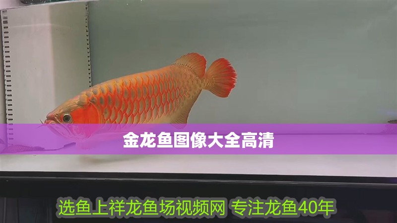 金龍魚圖像大全高清