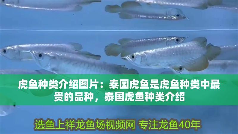 虎魚(yú)種類(lèi)介紹圖片：泰國(guó)虎魚(yú)是虎魚(yú)種類(lèi)中最貴的品種，泰國(guó)虎魚(yú)種類(lèi)介紹