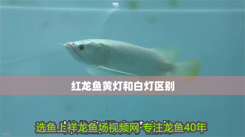 紅龍魚黃燈和白燈區別