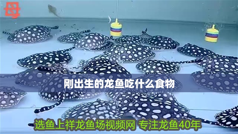 剛出生的龍魚吃什么食物