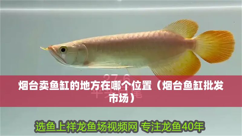 煙臺賣魚缸的地方在哪個位置（煙臺魚缸批發市場）