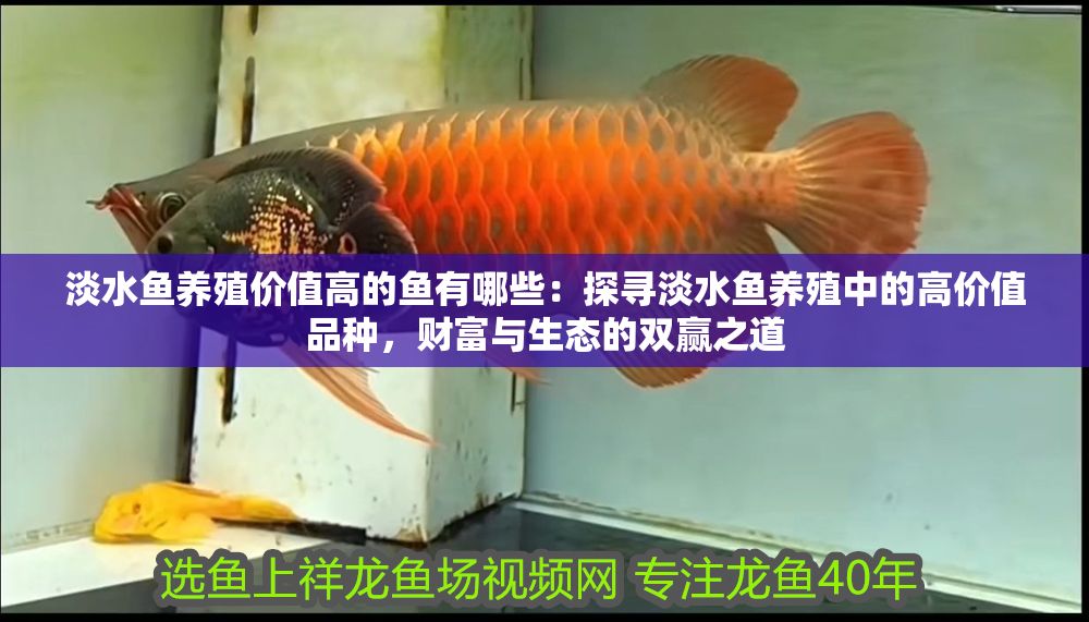 淡水魚養(yǎng)殖價值高的魚有哪些：探尋淡水魚養(yǎng)殖中的高價值品種，財富與生態(tài)的雙贏之道