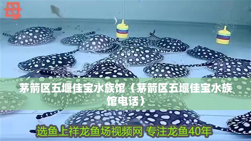 茅箭區五堰佳寶水族館（茅箭區五堰佳寶水族館電話）