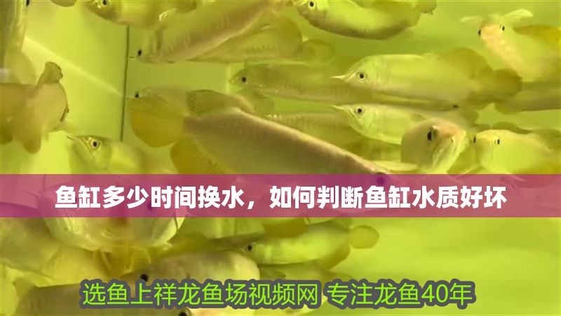 魚缸多少時(shí)間換水，如何判斷魚缸水質(zhì)好壞