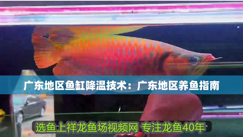 廣東地區(qū)魚(yú)缸降溫技術(shù)：廣東地區(qū)養(yǎng)魚(yú)指南