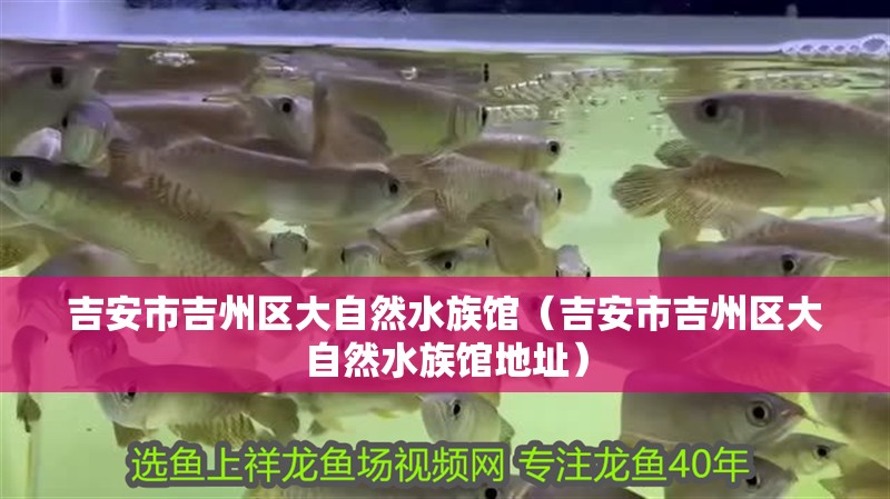 吉安市吉州區大自然水族館（吉安市吉州區大自然水族館地址）