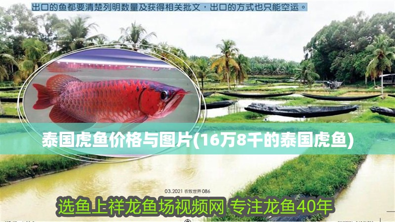 泰國虎魚價格與圖片(16萬8千的泰國虎魚)