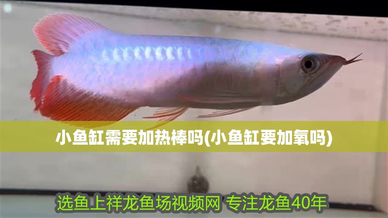 小魚缸需要加熱棒嗎(小魚缸要加氧嗎)