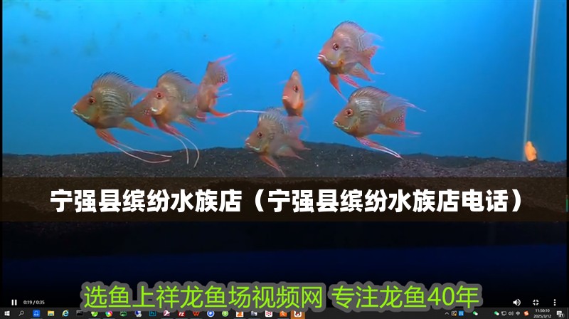 寧強縣繽紛水族店（寧強縣繽紛水族店電話）