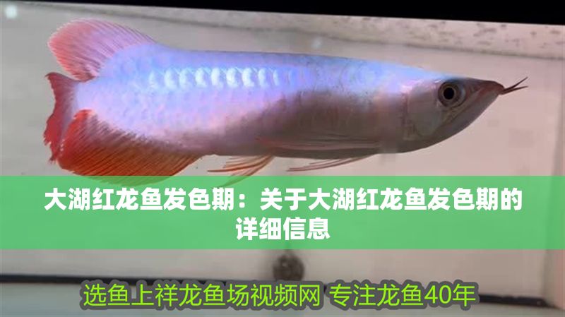 大湖紅龍魚發色期：關于大湖紅龍魚發色期的詳細信息
