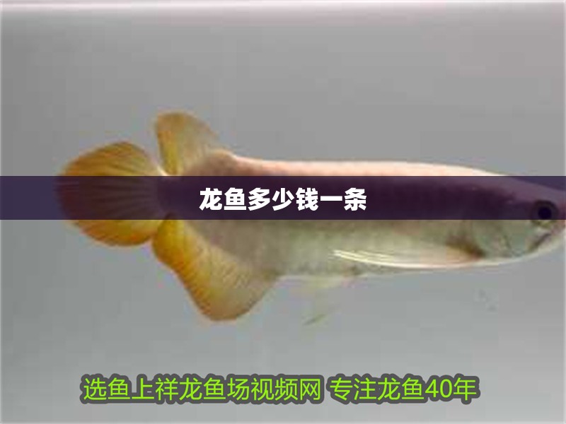 龍魚多少錢一條