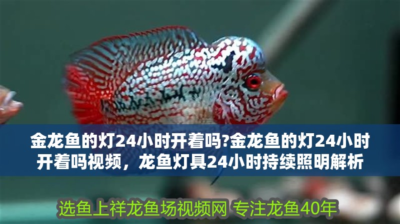 金龍魚的燈24小時開著嗎?金龍魚的燈24小時開著嗎視頻，龍魚燈具24小時持續照明解析