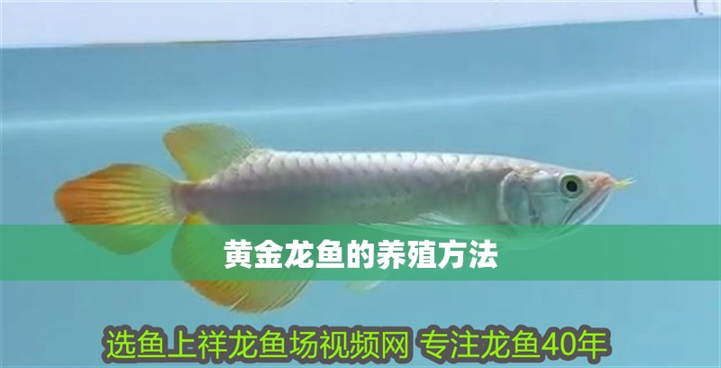 黃金龍魚的養殖方法