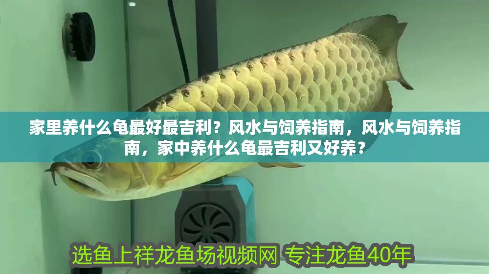 家里養(yǎng)什么龜最好最吉利？風水與飼養(yǎng)指南，風水與飼養(yǎng)指南，家中養(yǎng)什么龜最吉利又好養(yǎng)？