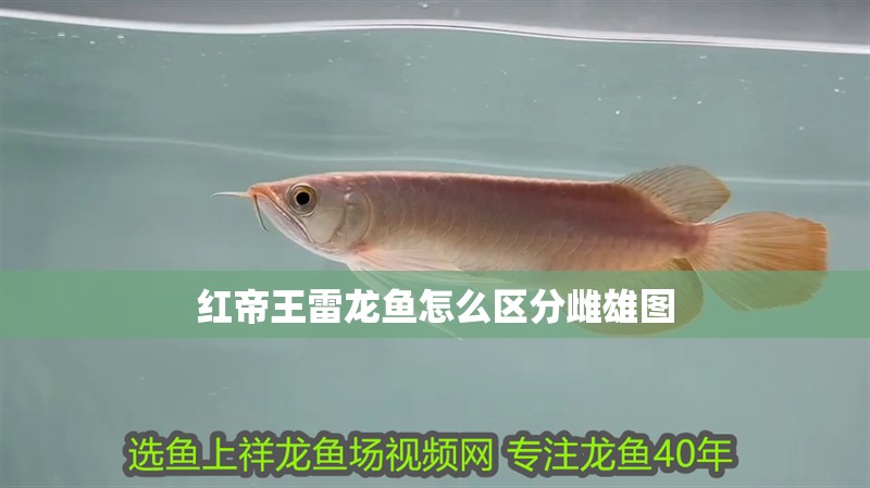紅帝王雷龍魚怎么區(qū)分雌雄圖