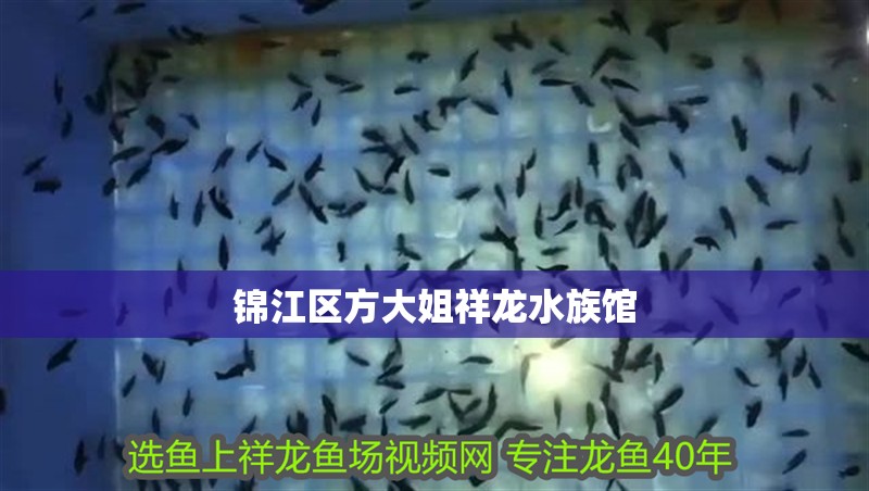 錦江區方大姐祥龍水族館