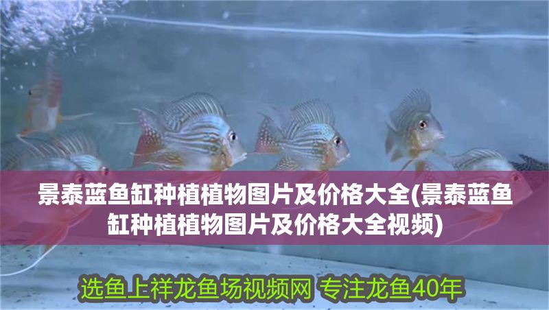 景泰藍(lán)魚缸種植植物圖片及價(jià)格大全(景泰藍(lán)魚缸種植植物圖片及價(jià)格大全視頻)