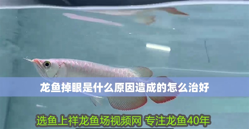 龍魚掉眼是什么原因造成的怎么治好