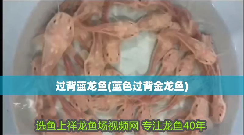過背藍龍魚(藍色過背金龍魚)