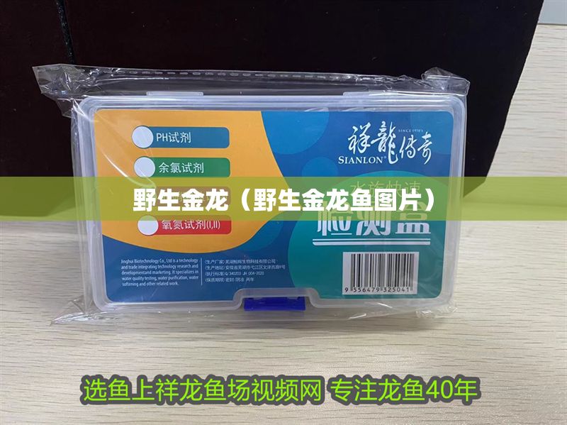 野生金龍（野生金龍魚圖片）