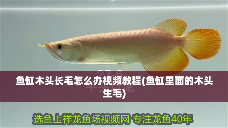 魚缸木頭長毛怎么辦視頻教程(魚缸里面的木頭生毛)